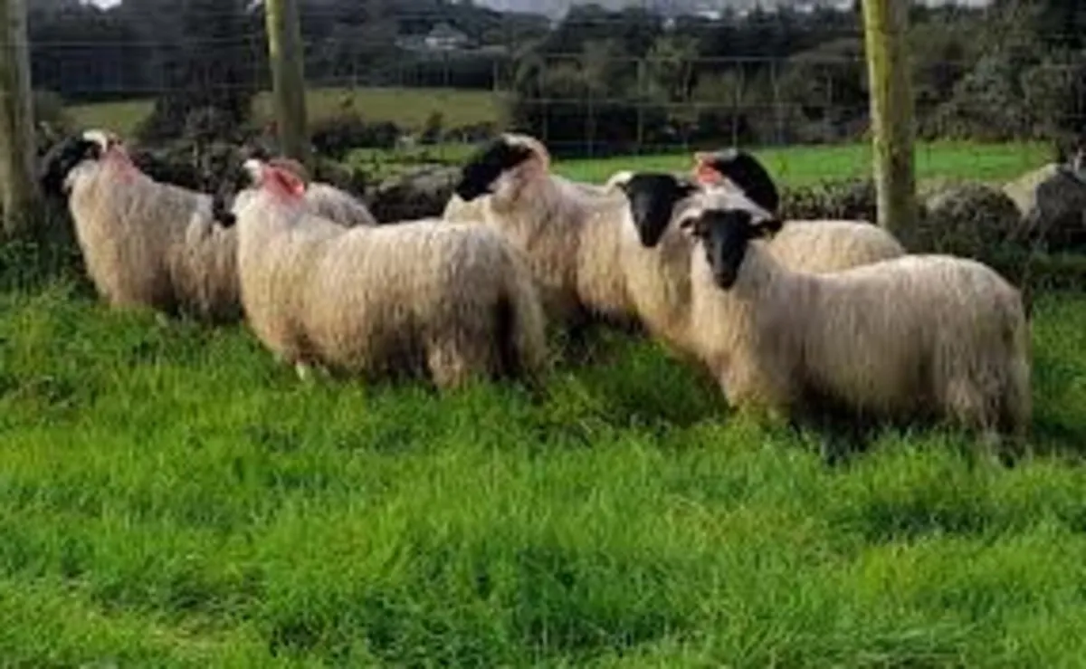 Horned ewe lambs wnted