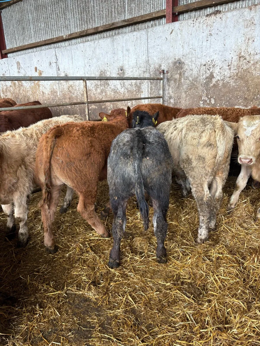 11 smashing Charolais and limousin bulls - Image 4