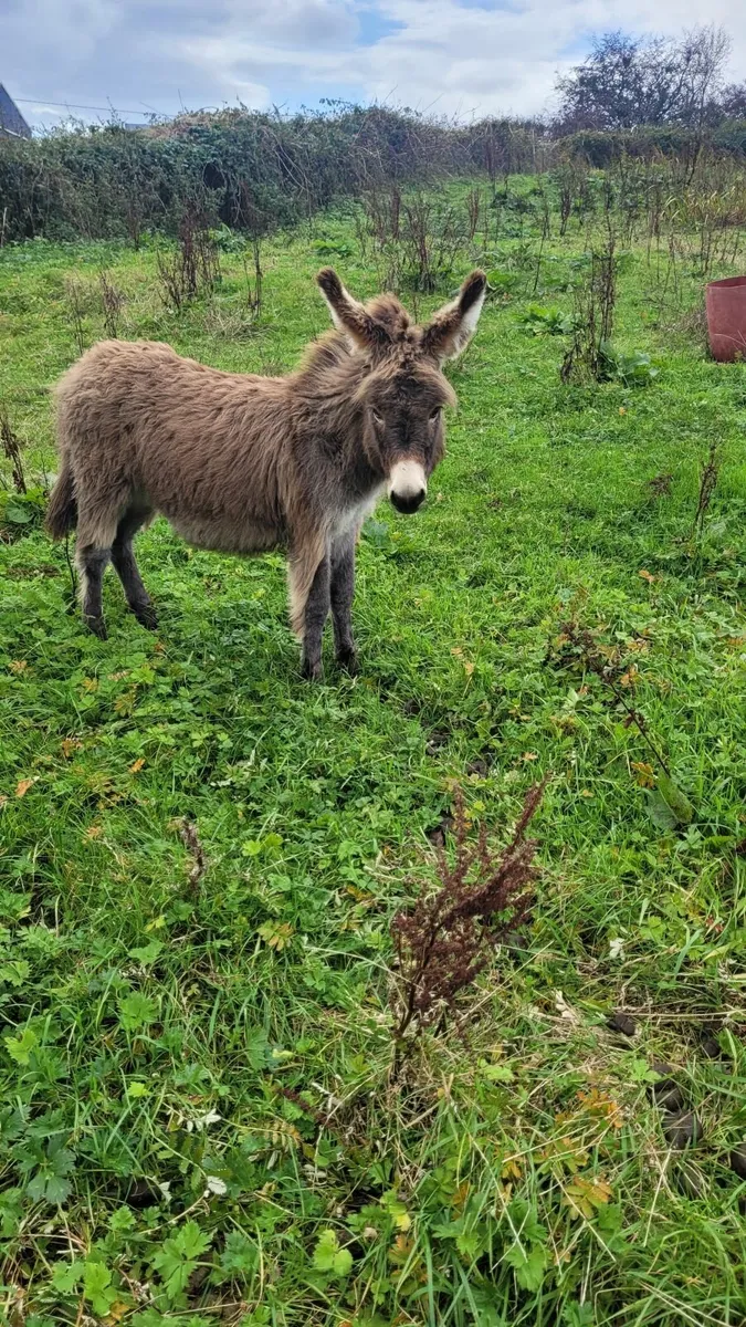 Jack donkey foal - Image 3