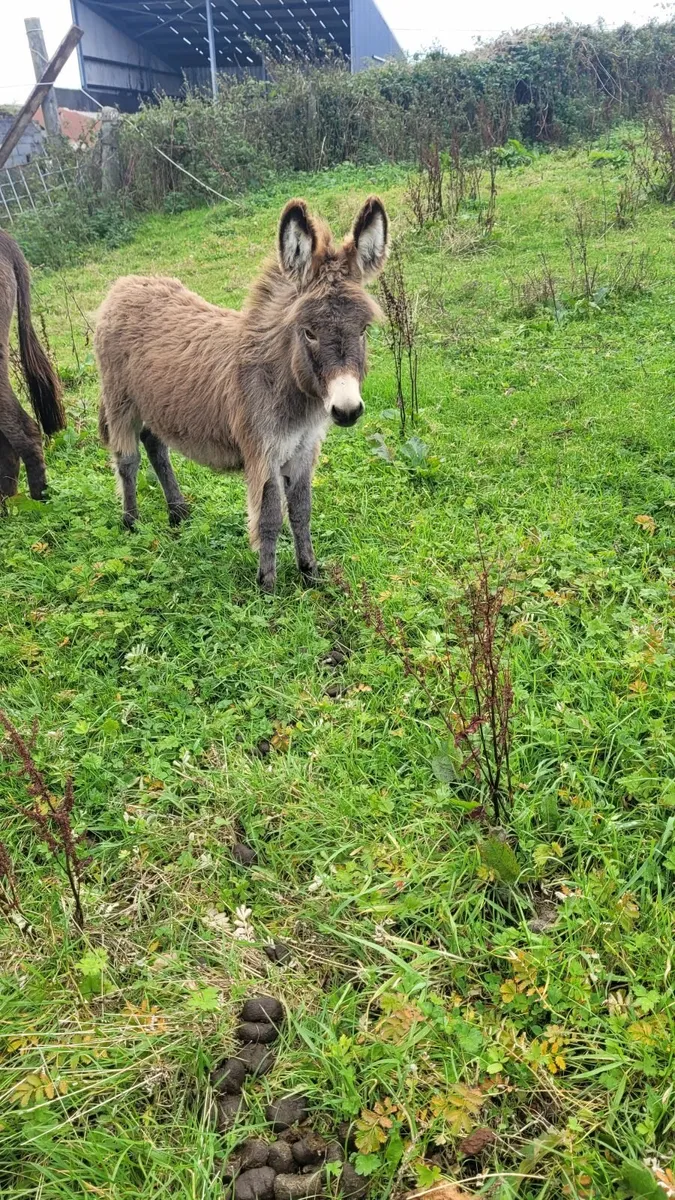 Jack donkey foal - Image 4