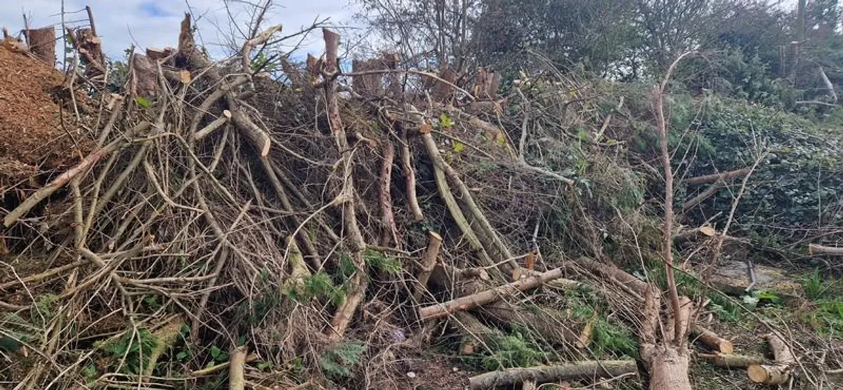 Firewood - Image 1