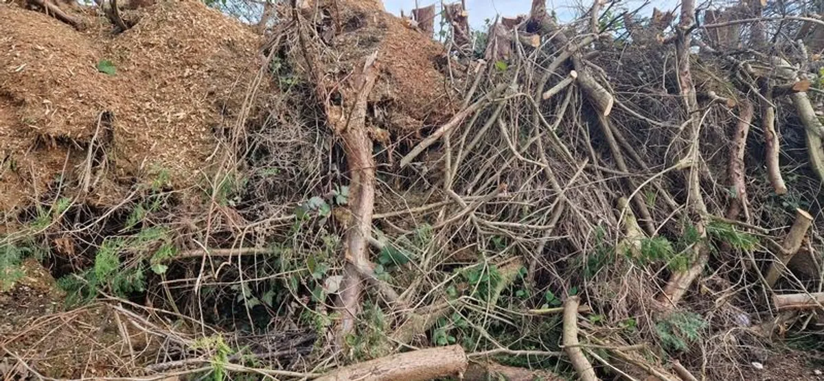 Firewood - Image 3