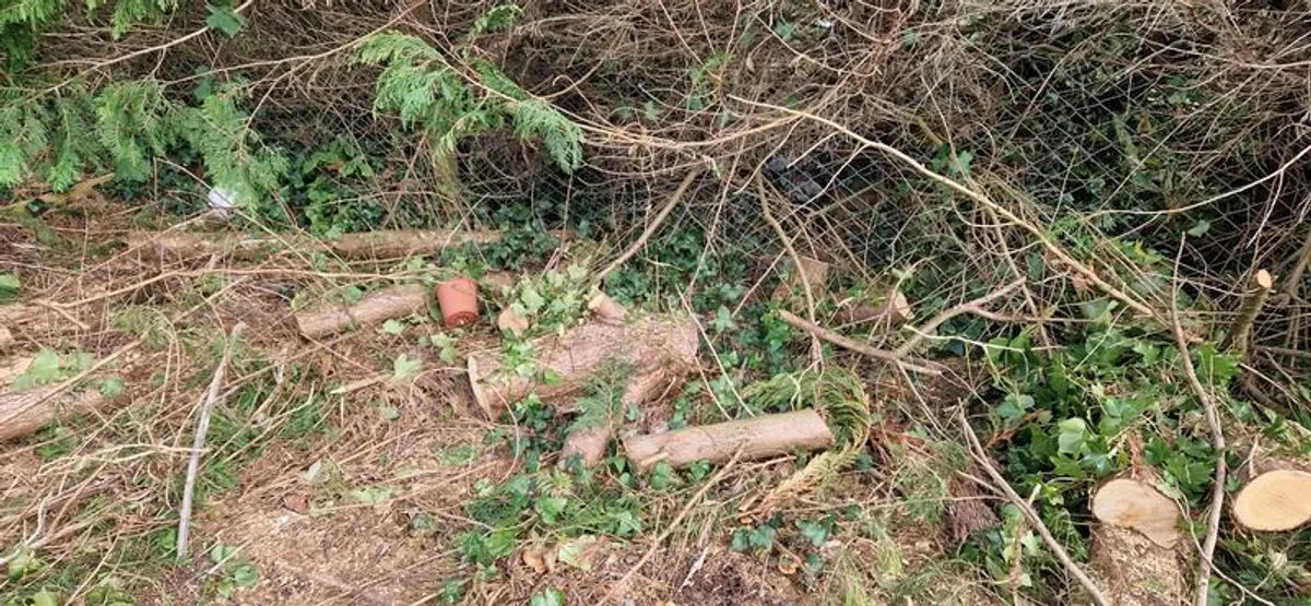 Firewood - Image 4