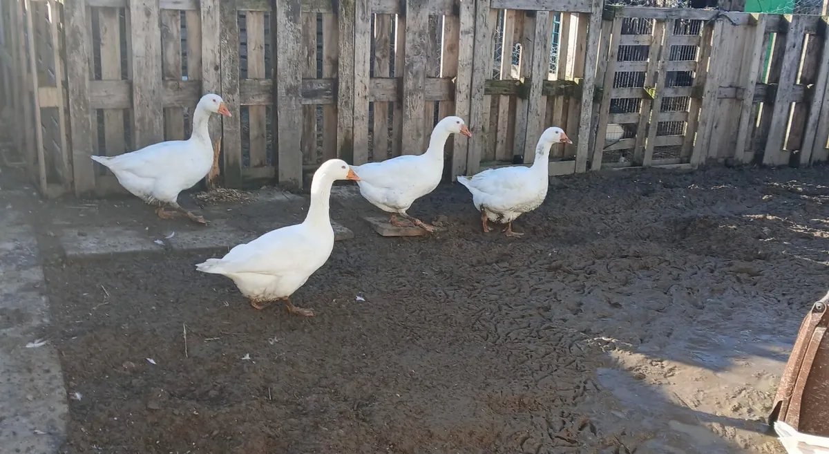 Embeddn Geese - Image 1