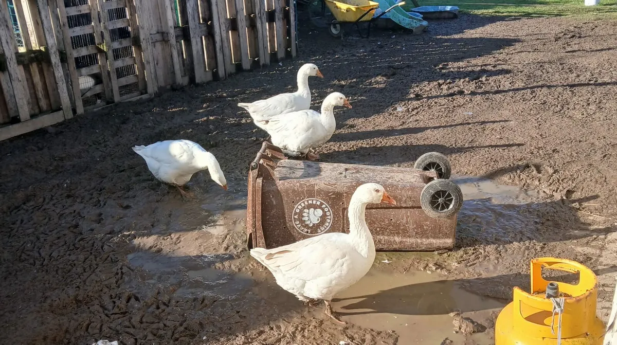 Embeddn Geese - Image 2