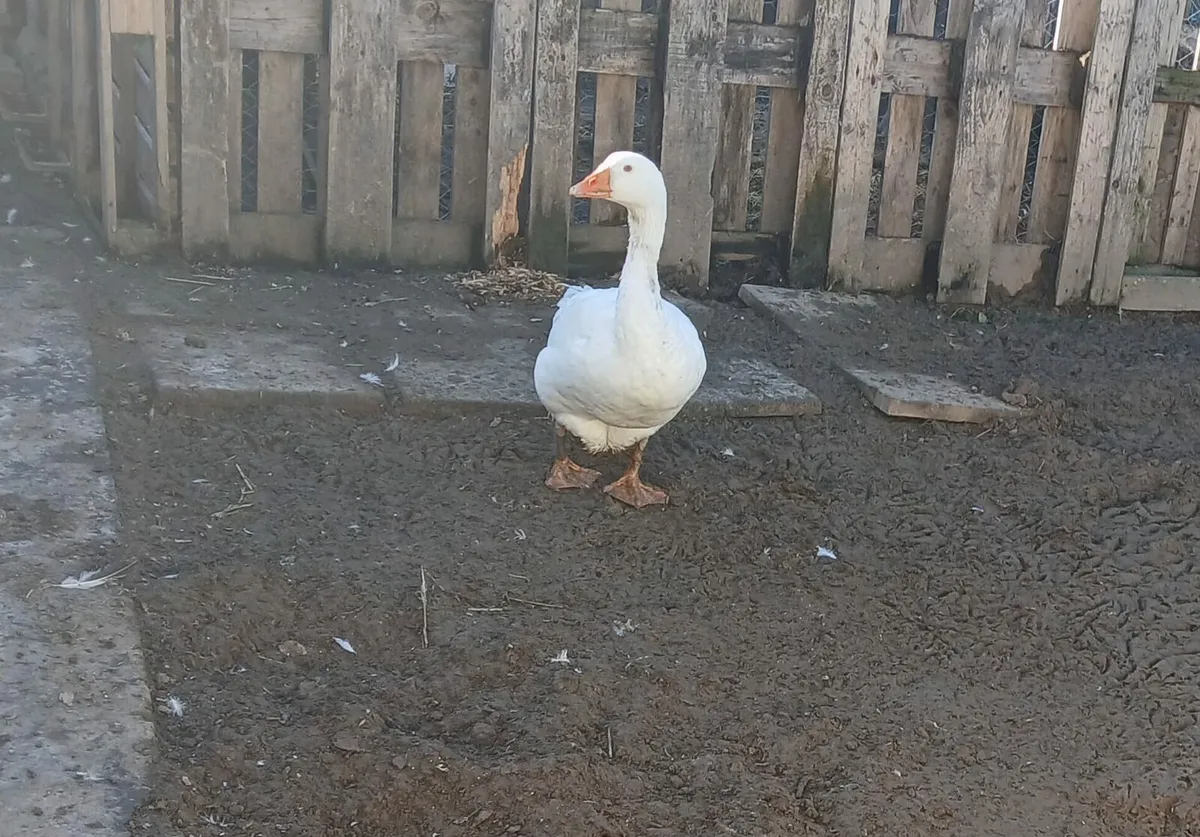 Embeddn Geese - Image 3