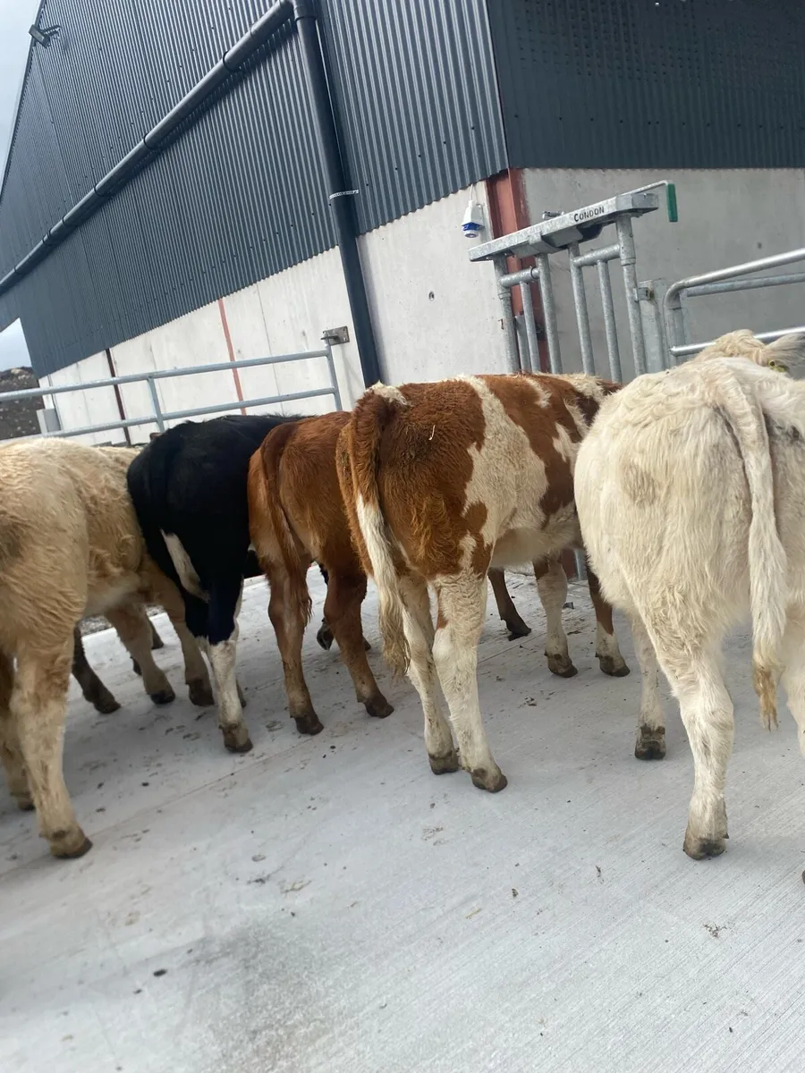 10 super suckler bred heifer weanlings - Image 2