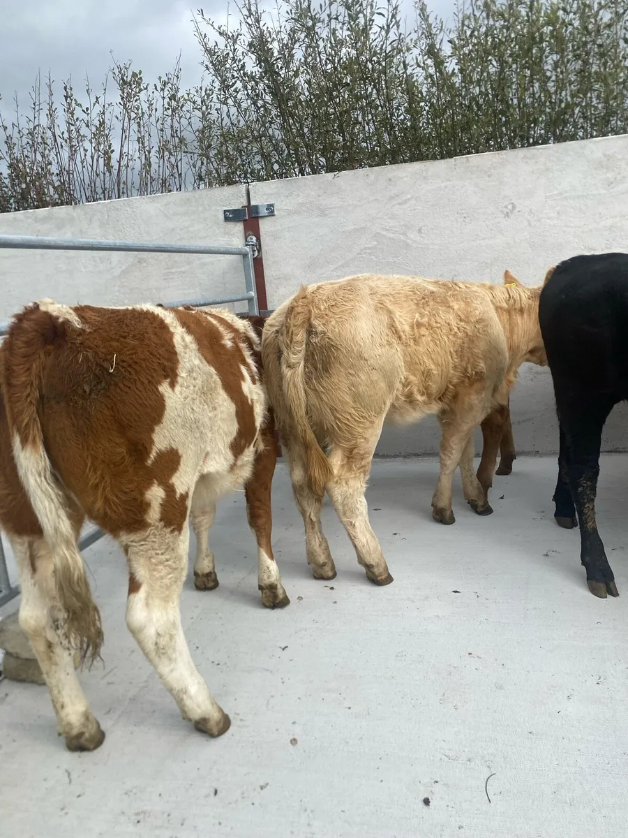 10 super suckler bred heifer weanlings - Image 3