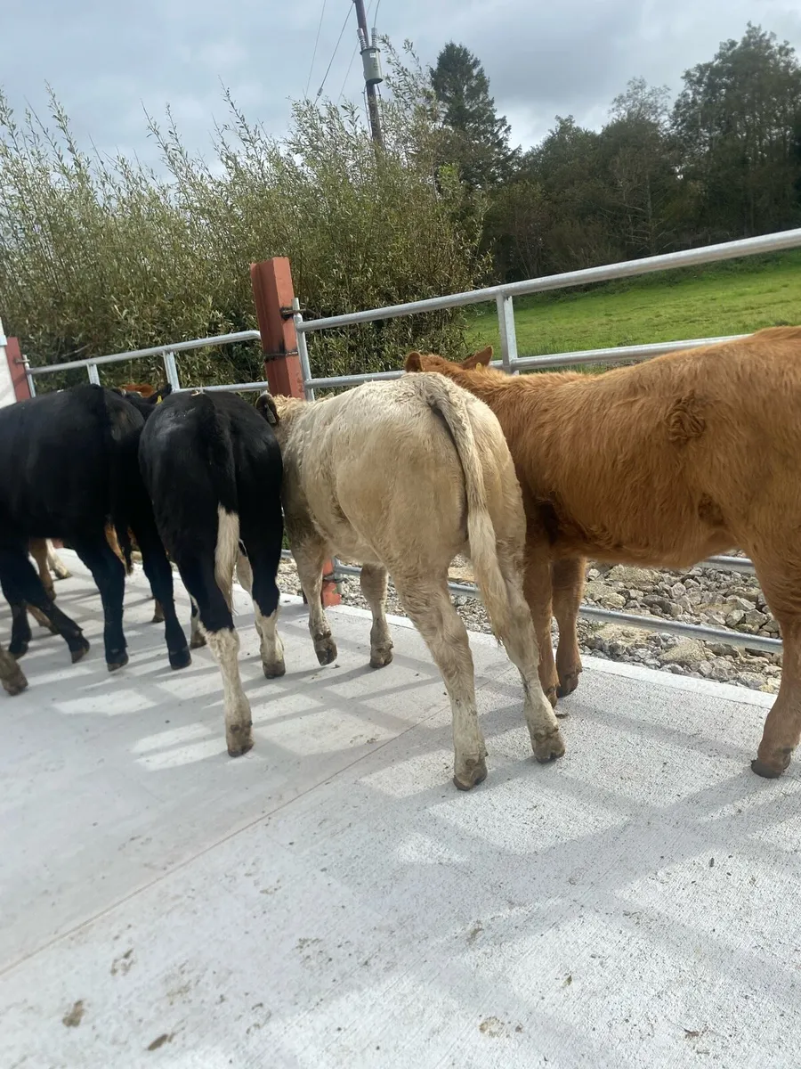 10 super suckler bred heifer weanlings - Image 4