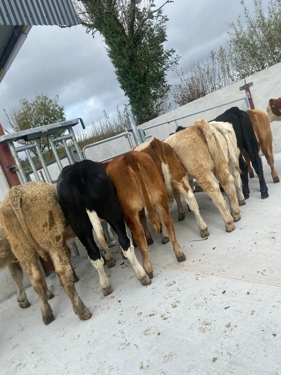 10 super suckler bred heifer weanlings - Image 1