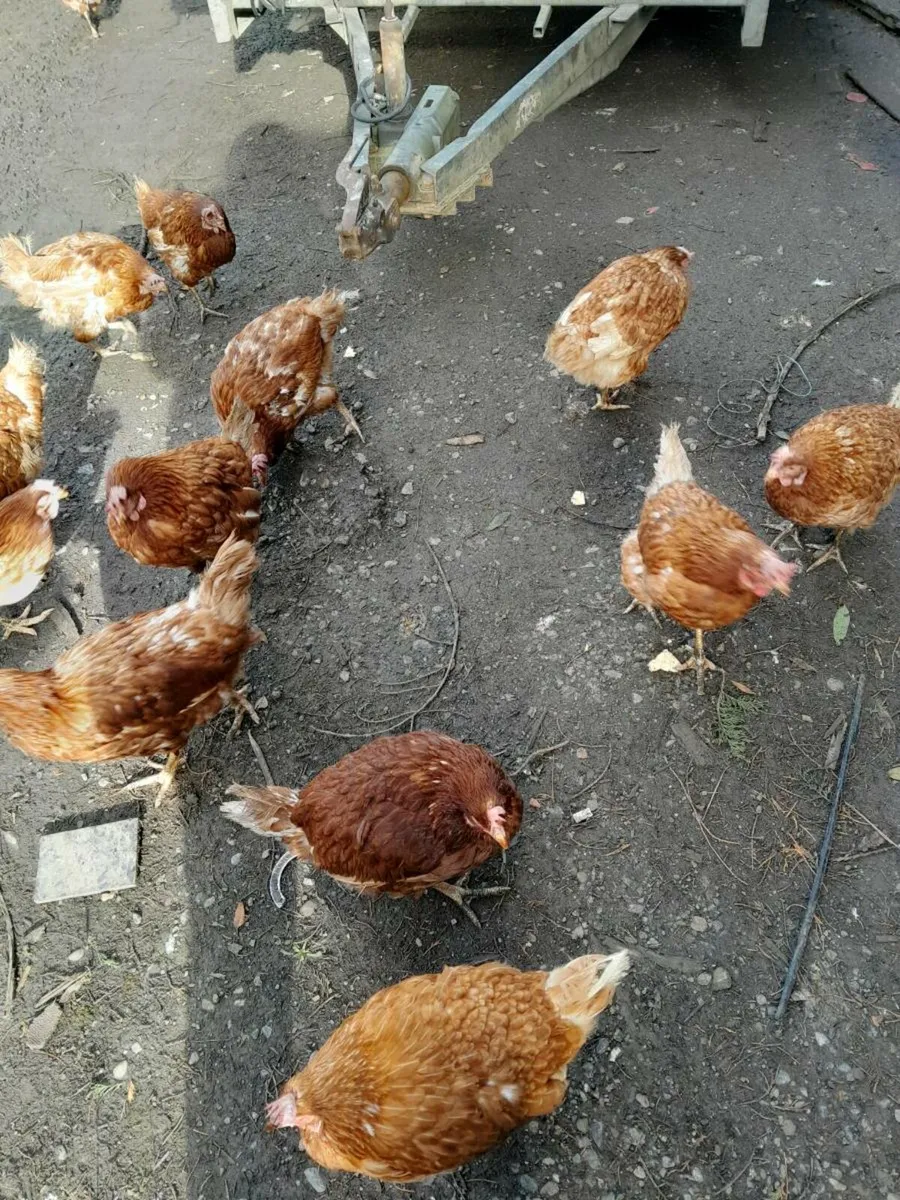 Hens - Image 1