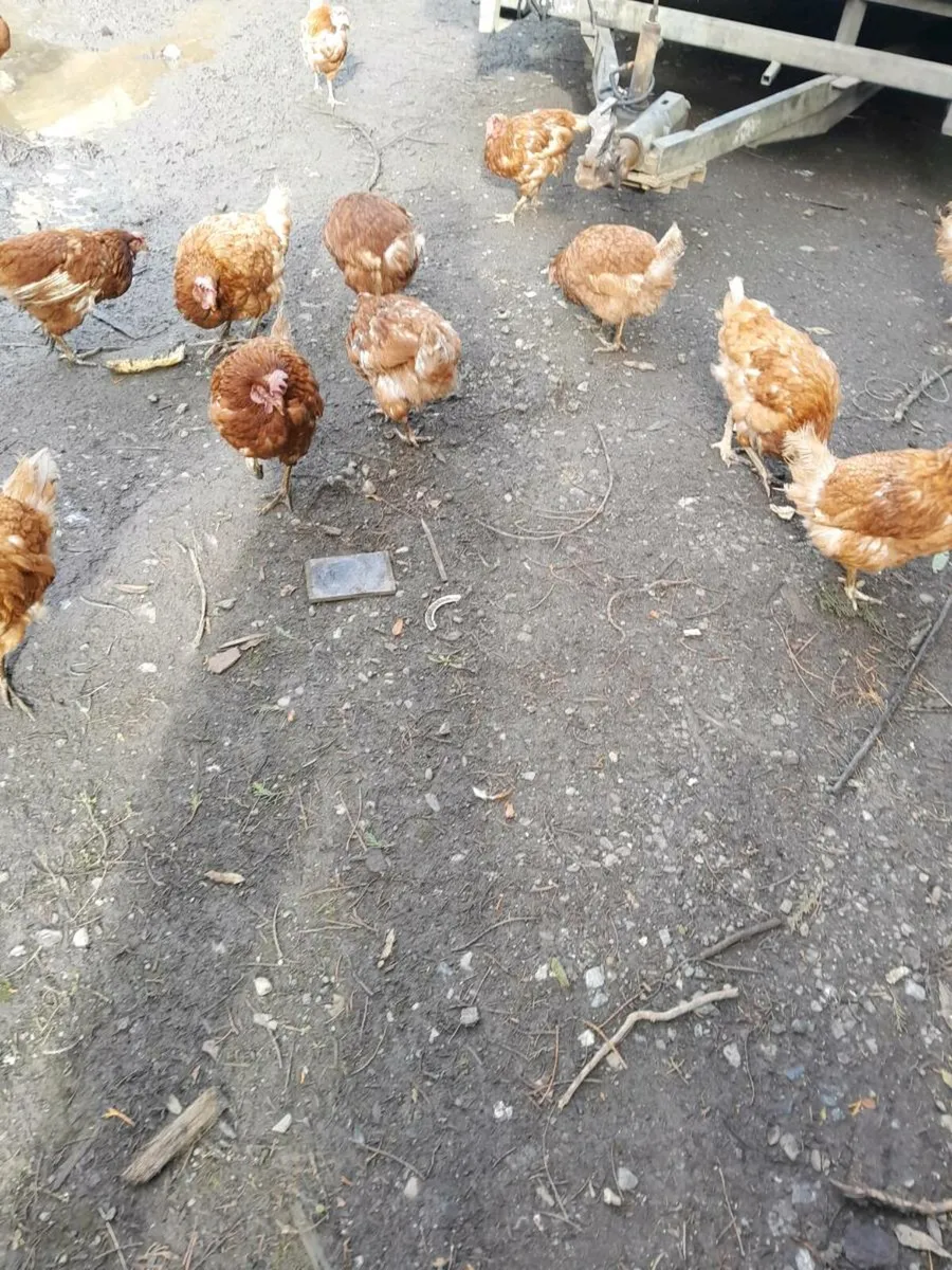 Hens - Image 2