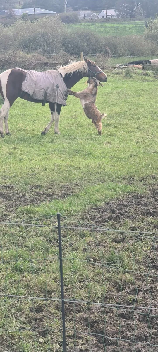 Female pygmy goat and a 2 year old male pygmy goat - Image 4