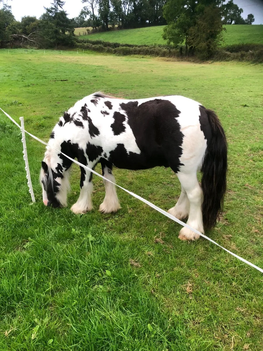 Mini cob - Image 1