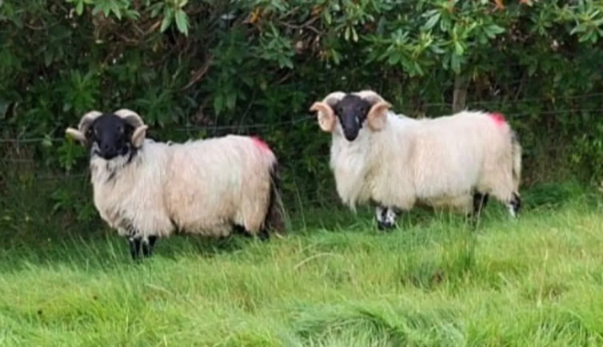 Mountain Hogget Rams - Image 2