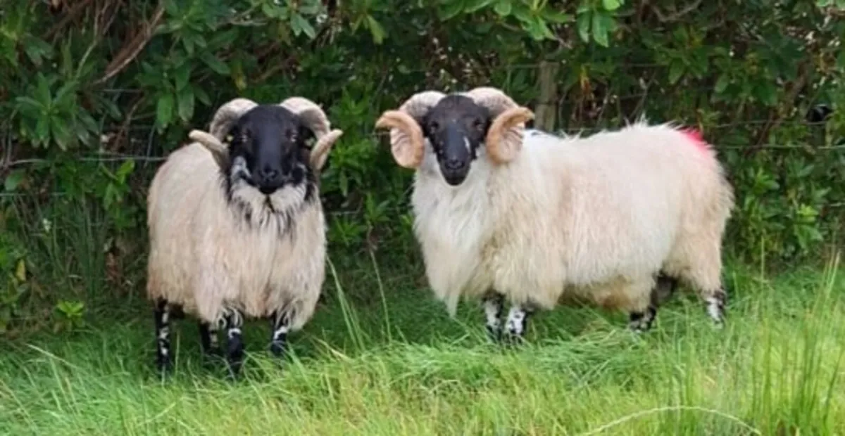Mountain Hogget Rams - Image 1