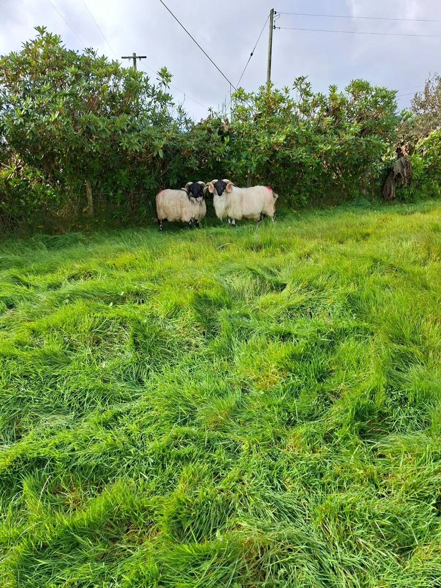Mountain Hogget Rams - Image 3