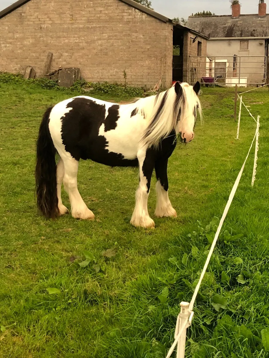 Mini cob - Image 2