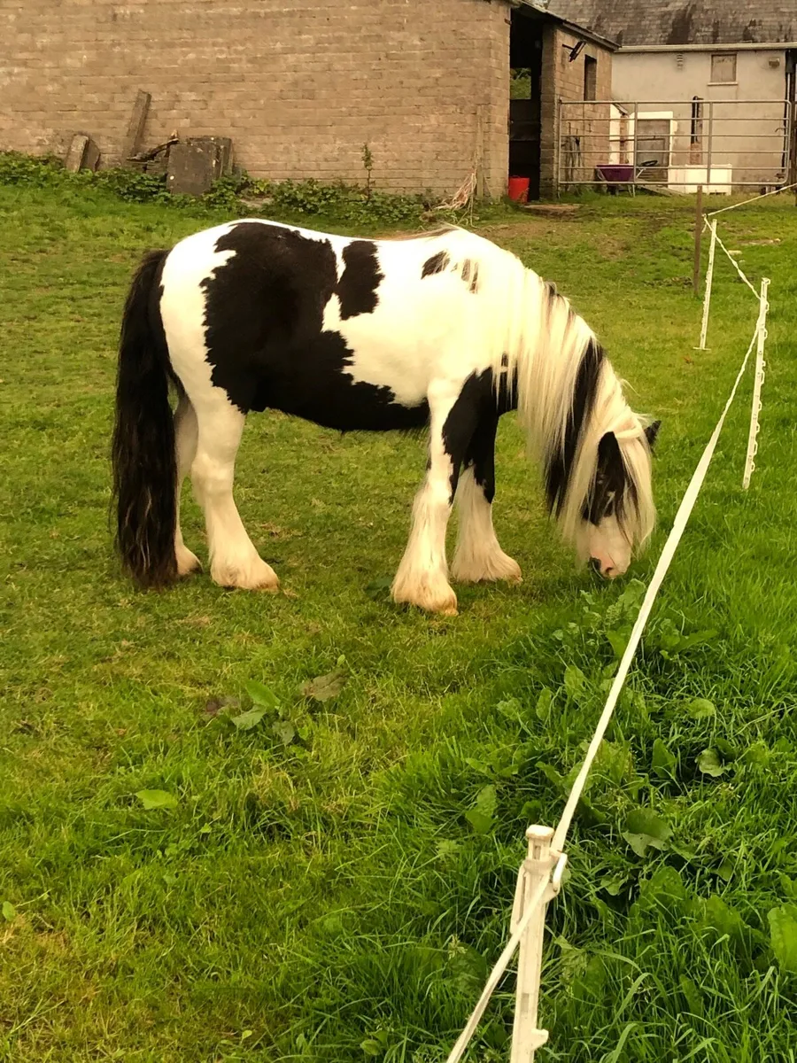 Mini cob - Image 3