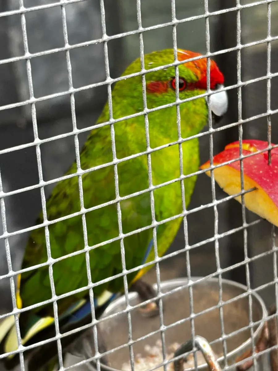 Kakariki and Budgies - Image 2
