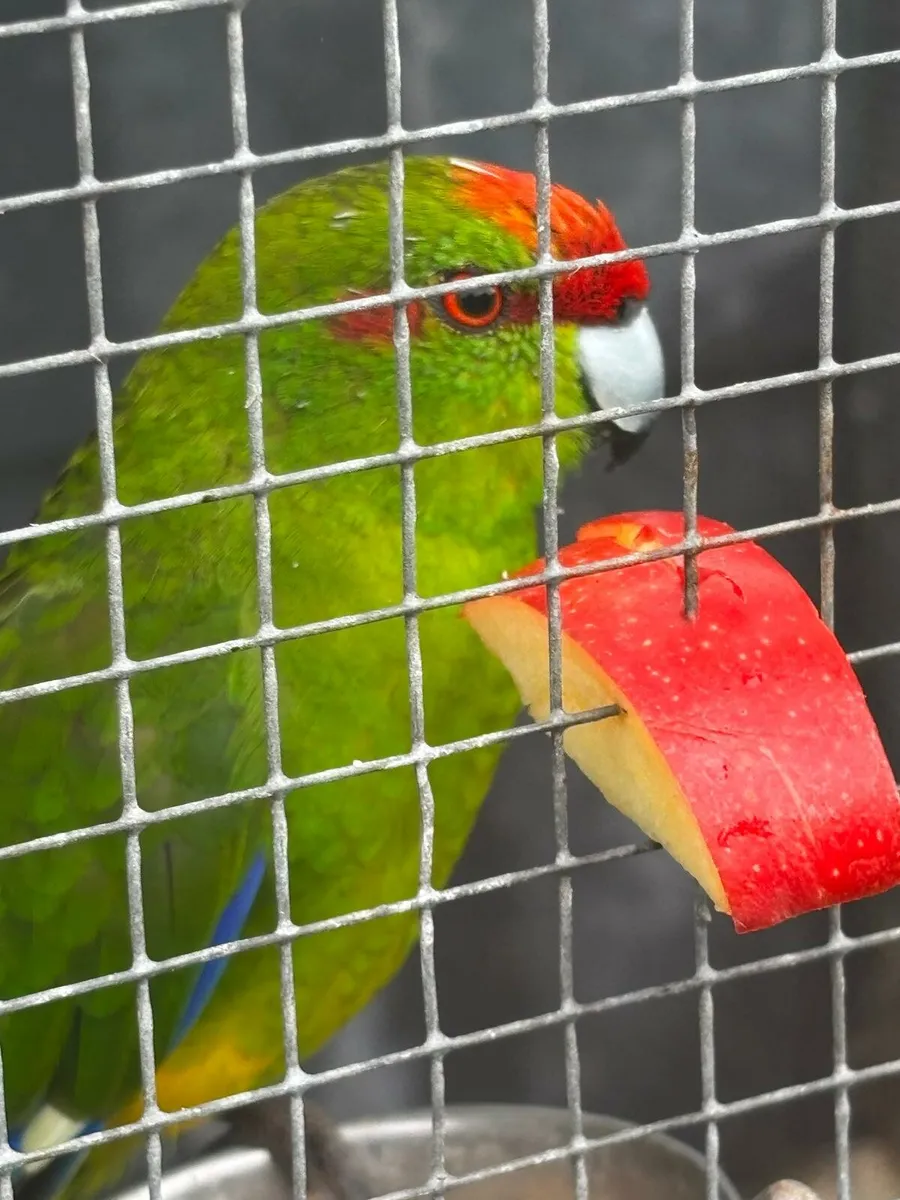Kakariki and Budgies - Image 1