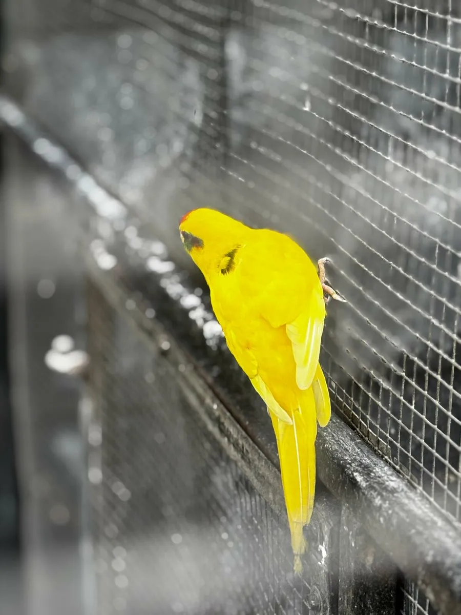 Kakariki and Budgies - Image 3