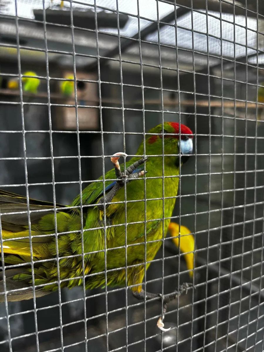 Kakariki and Budgies - Image 4