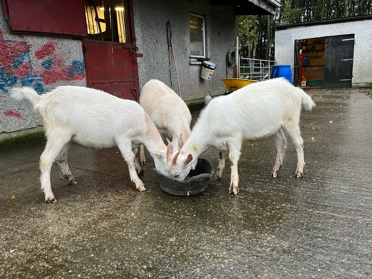 3 young female goats - Image 1