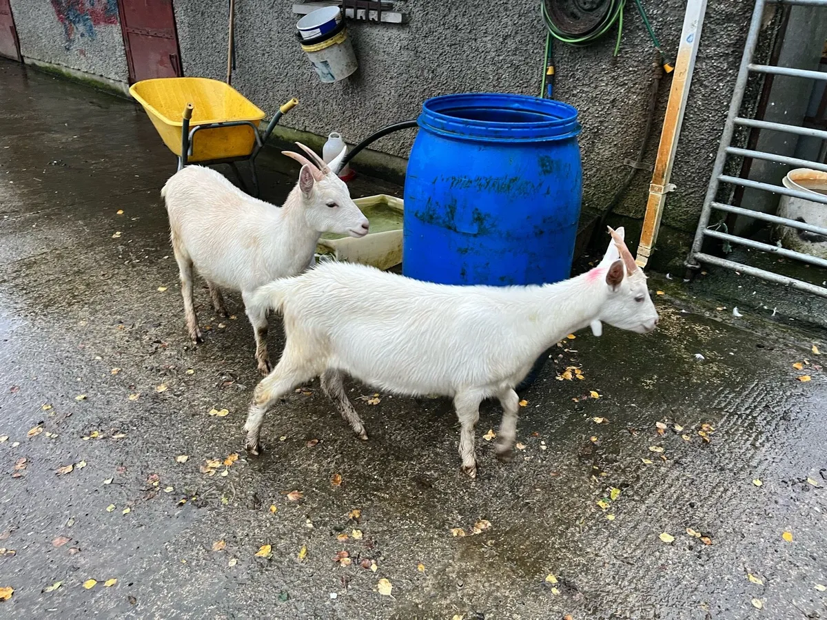 3 young female goats - Image 2