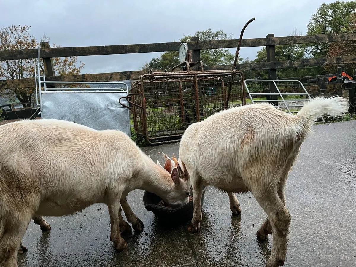 3 young female goats - Image 3