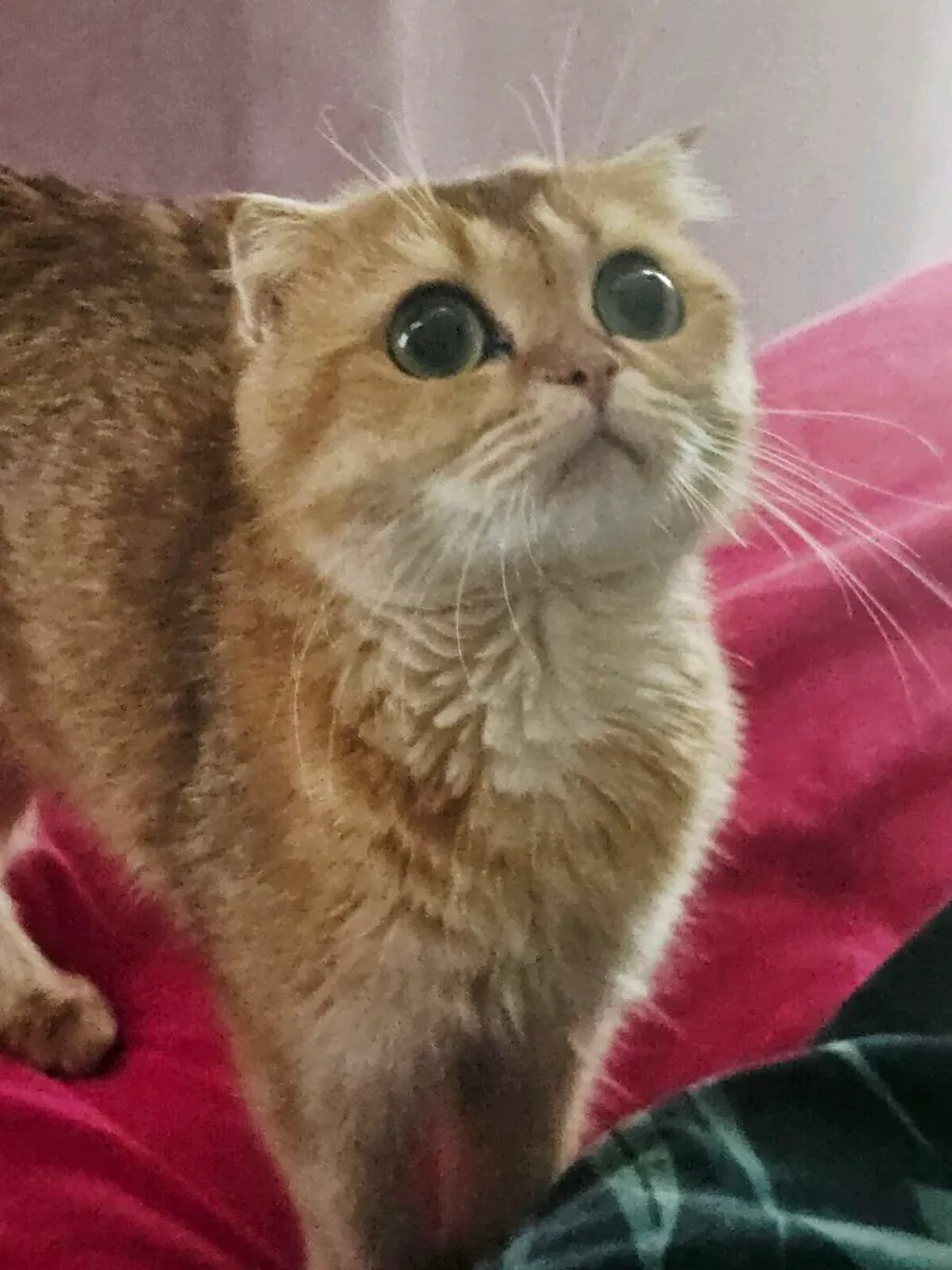 Scottish fold pure breed - Image 3