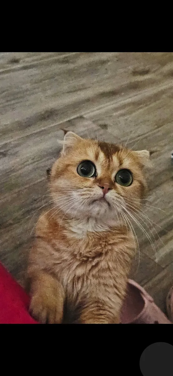 Scottish fold pure breed - Image 2