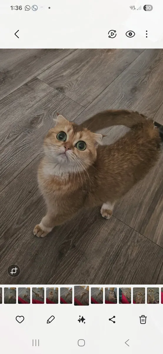 Scottish fold pure breed - Image 1