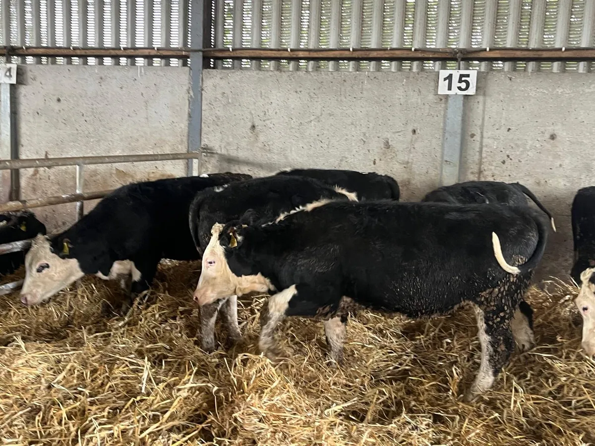 8 super 300 kg Hereford heifers - Image 1