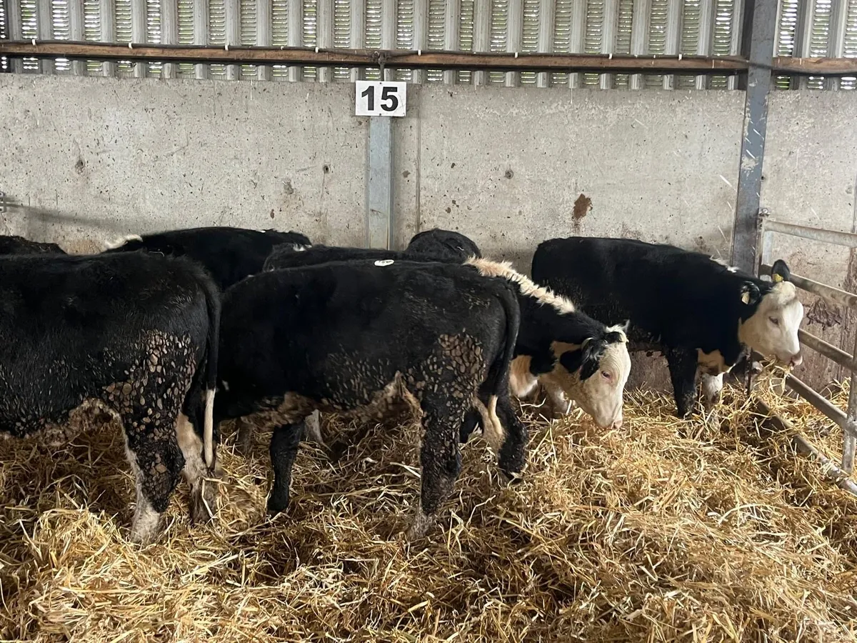 8 super 300 kg Hereford heifers - Image 2