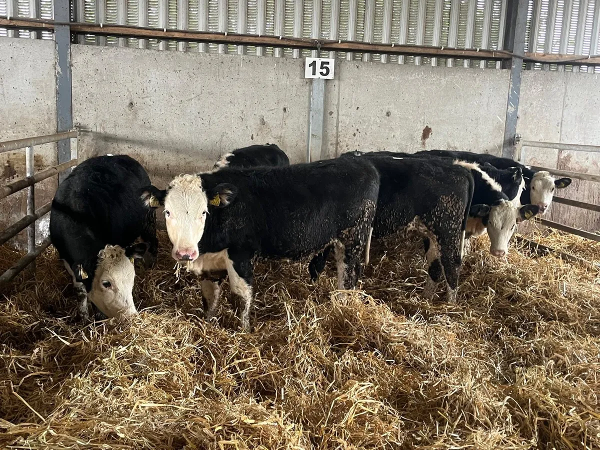 8 super 300 kg Hereford heifers - Image 3