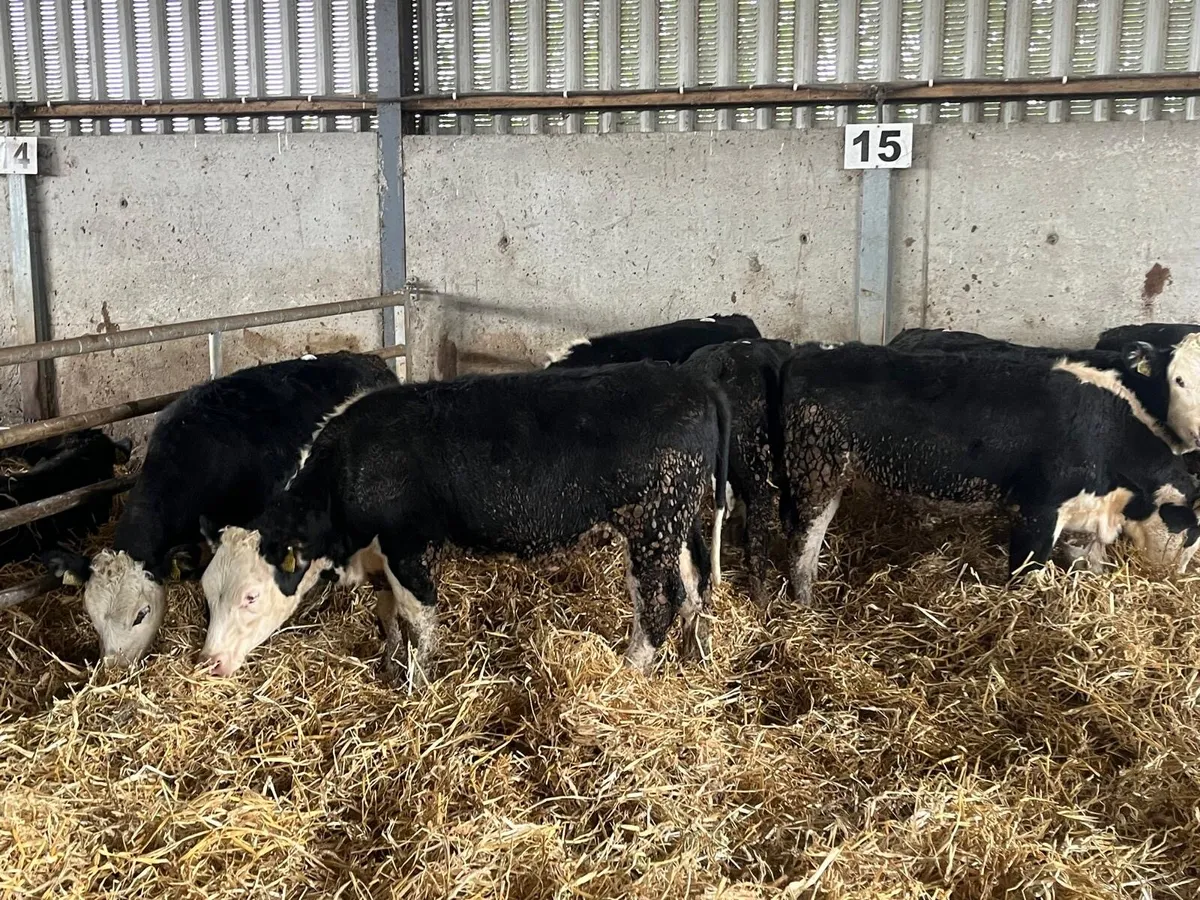 8 super 300 kg Hereford heifers - Image 4