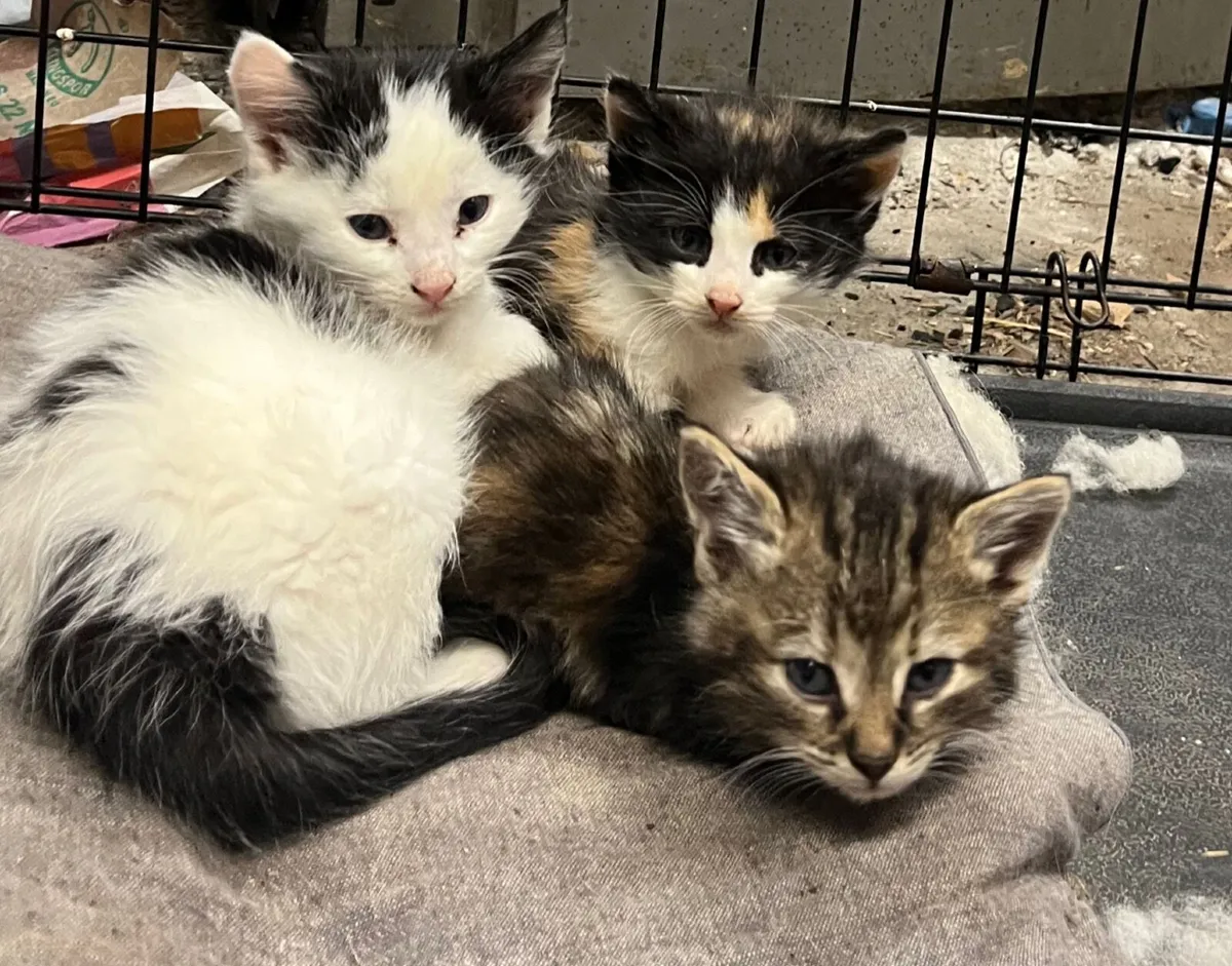 Cat - Image 1