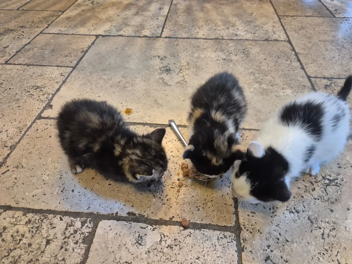 Cat - Image 3