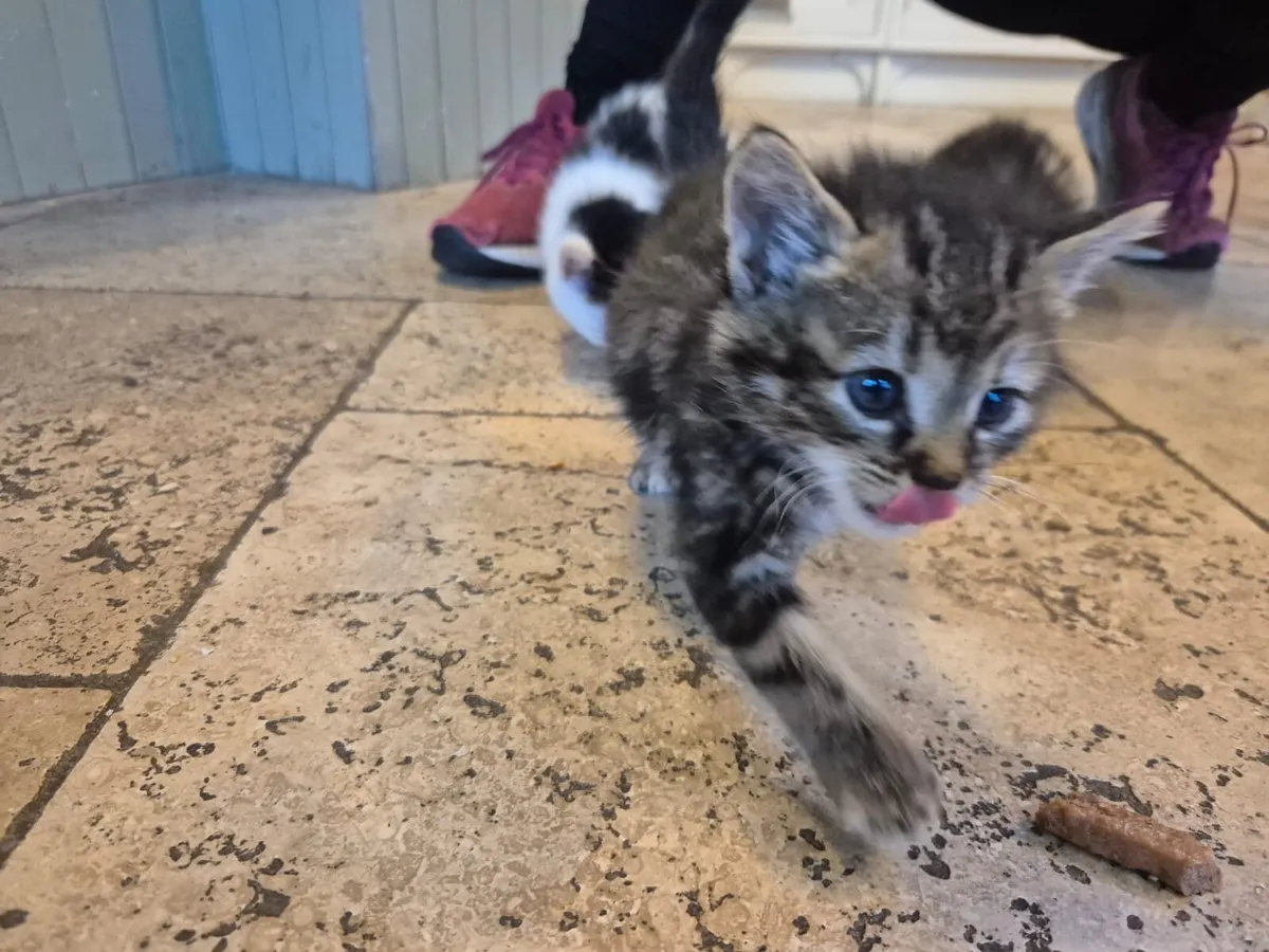 Cat - Image 2