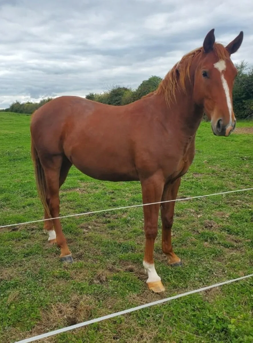 Filly and Gelding for SALE both 2 year old! - Image 1