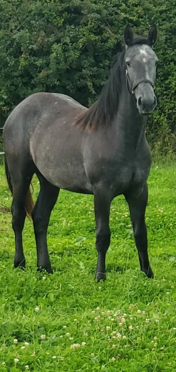 Filly and Gelding for SALE both 2 year old! - Image 2