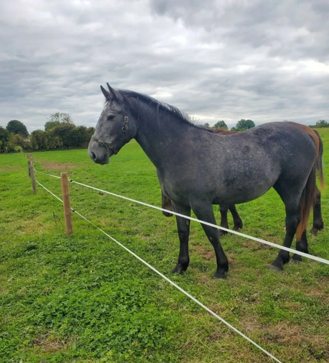 Filly and Gelding for SALE both 2 year old! - Image 3