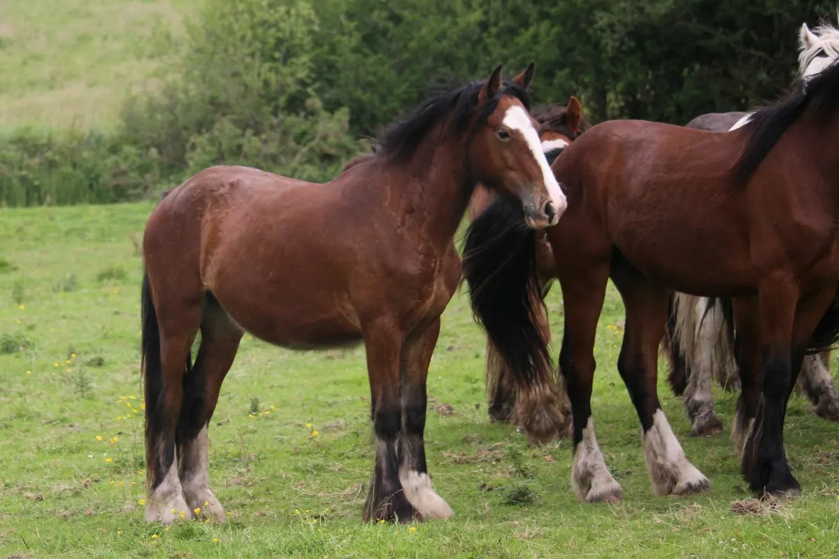 2 year-old geldings for sale - Image 2