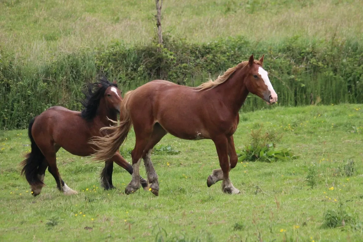 2 year-old geldings for sale - Image 3