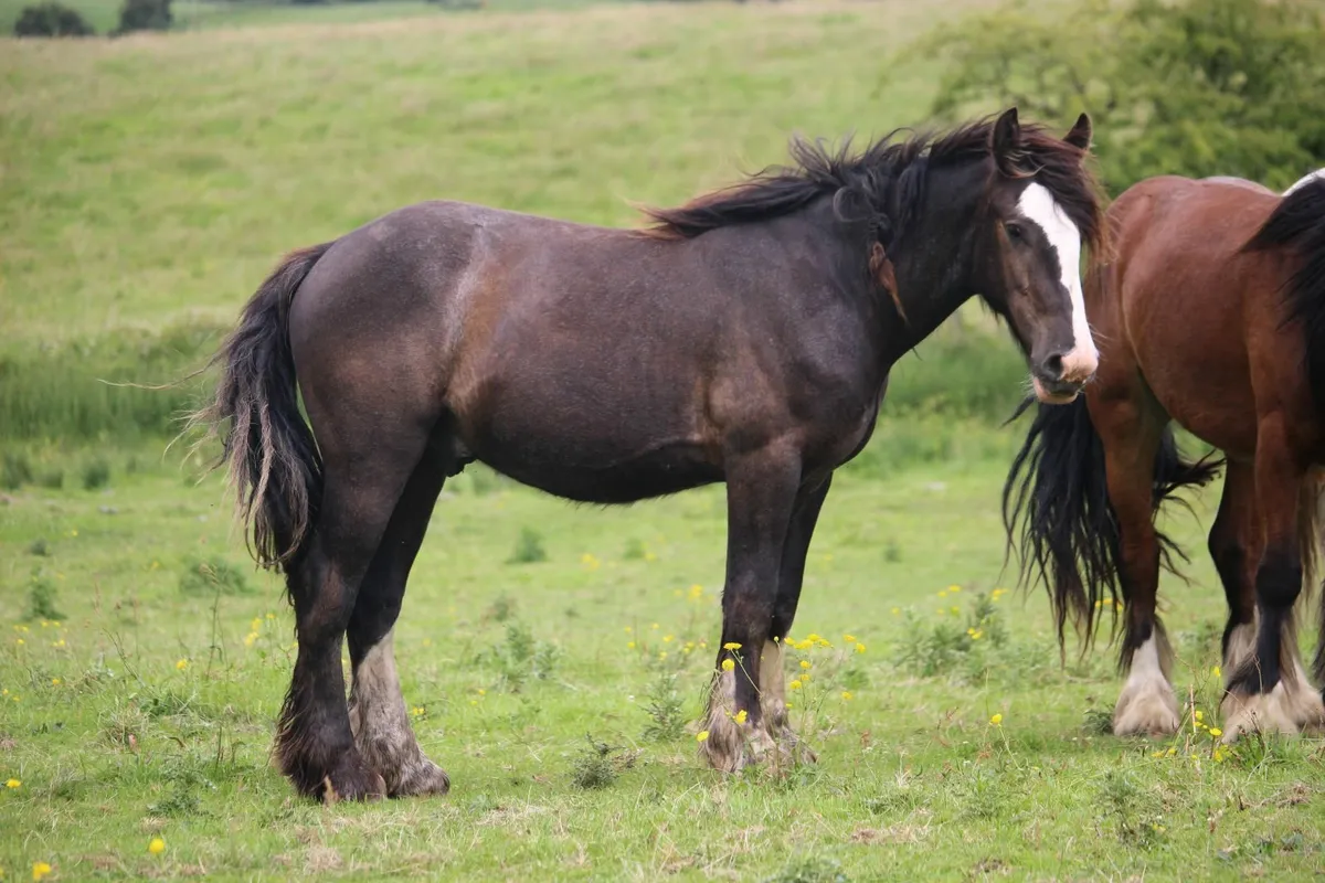 2 year-old geldings for sale - Image 4