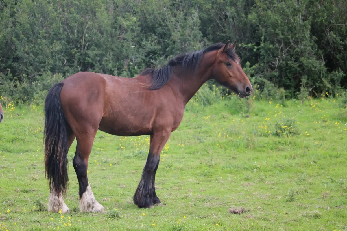2 year-old geldings for sale - Image 1