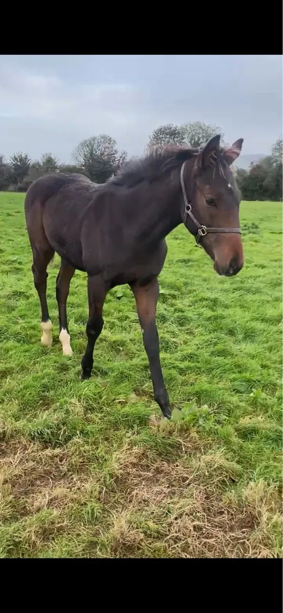 Workforce colt