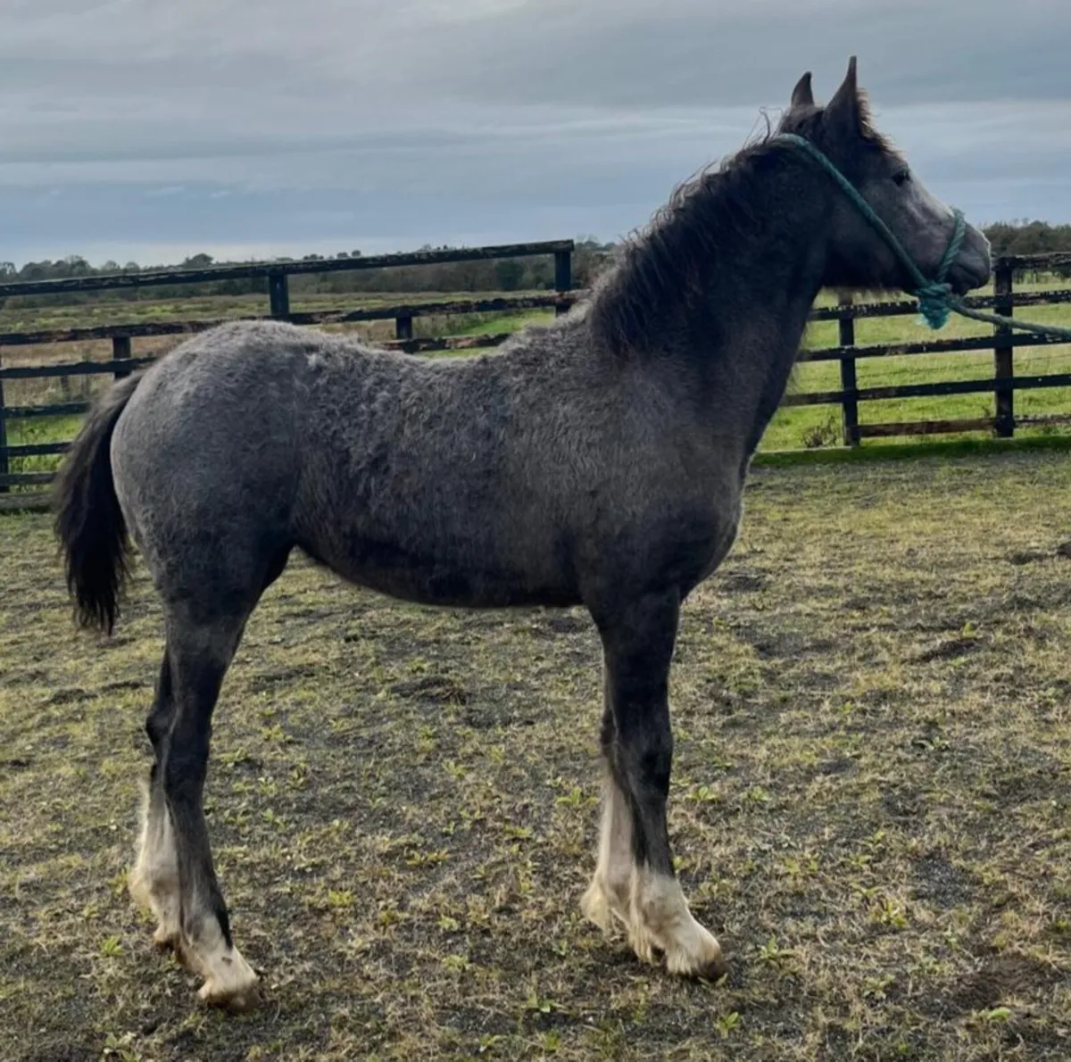 COB FILLY FOAL - Image 1