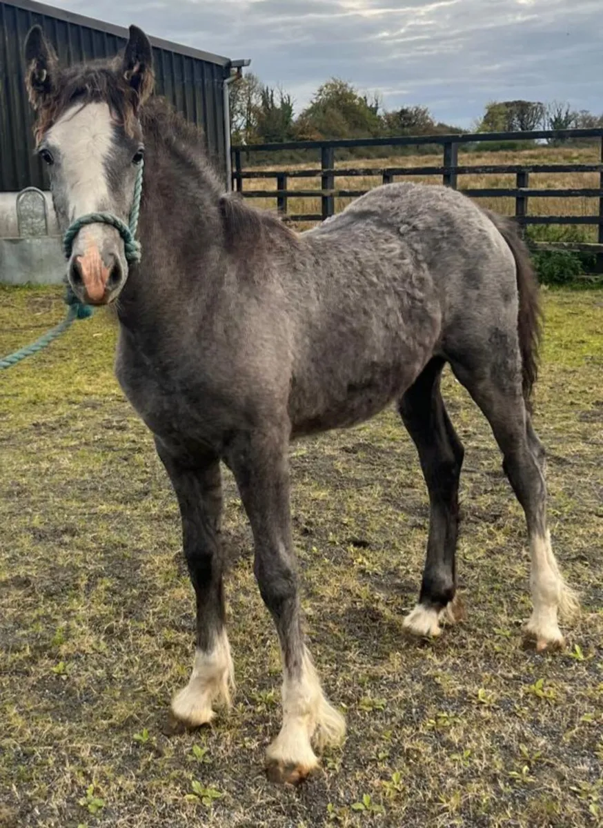 COB FILLY FOAL - Image 2